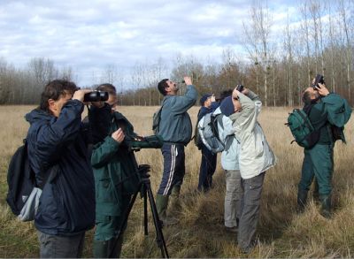 Winter birdwatching on the Danube