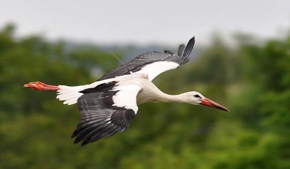 Following the footsteps of white storks in Béda-Karapancsa