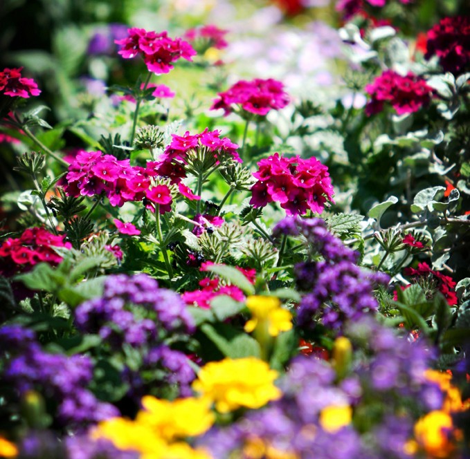 Flower Show and Fair at the Botanic Garden of the University of Pécs