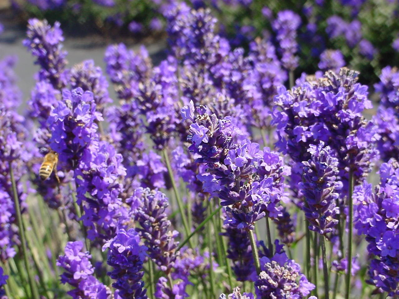 Lavander harvest at Zsolnay Quarter